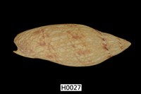 藏品(達蒙氏渦螺)的圖片